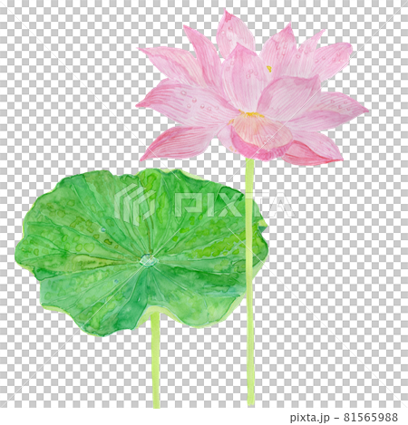 Nelumbo nucifera ハスの花と葉 81565988