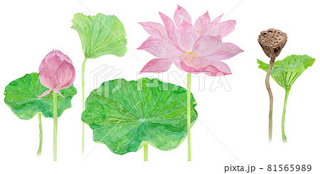 ハス池に咲くハスの花と葉 実の水彩イラストのイラスト素材