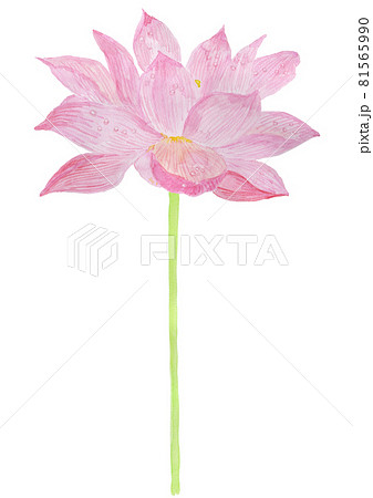 Nelumbo Nucifera ハスの花と茎のイラスト素材