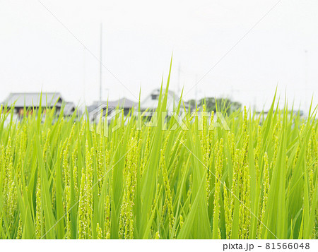 出穂した水田 81566048