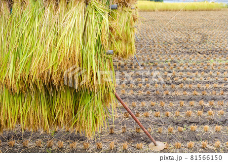 天日干しされる収穫後のお米 稲 日本 天日干しされる収穫後のお米 稲 日本 81566150