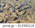 牛渡川を泳ぐ鮭 81566218
