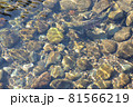 牛渡川を泳ぐ鮭 81566219