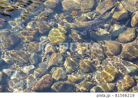 牛渡川を泳ぐ鮭 81566219