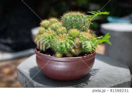 Echinopsis calochlora K.Schum 81566231