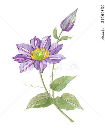 クレマチス 鉄仙 テッセン クレマチス 鉄仙 テッセン 81566330