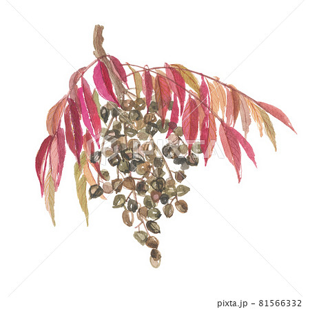 ハゼノキ　櫨の木 81566332