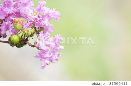 サルスベリのピンク色の花 81566411