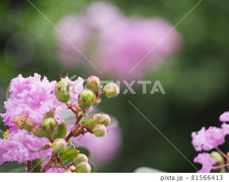 サルスベリのピンク色の花 サルスベリのピンク色の花 81566413
