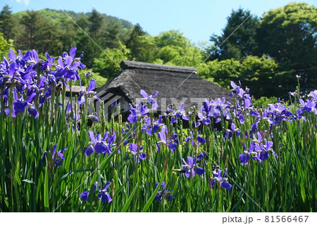 アヤメの花が咲き乱れる山里 81566467