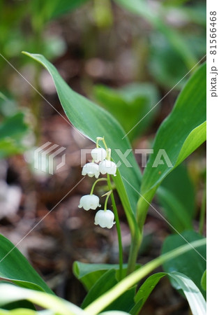 ひっそりと可憐に咲く日本すずらんの花　Ver1 81566468