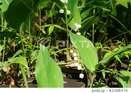 ひっそりと可憐に咲く日本すずらんの花　Ver3 81566470