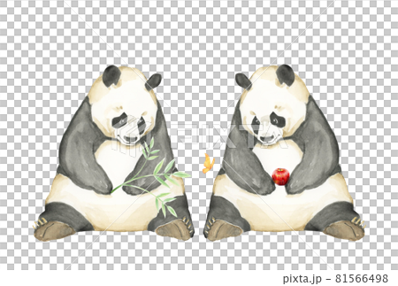 双子の兄弟パンダ【手描き水彩画】 81566498
