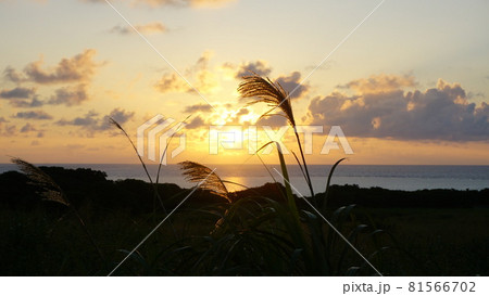 朝日とススキ 81566702