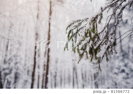 Pine trees are covered with snow on a frosty evening. 81566772
