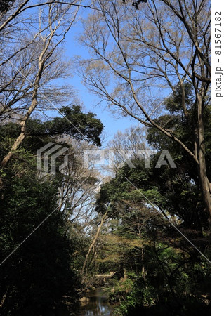 東京都北区名主の滝公園の大木が茂る風景 東京都北区名主の滝公園の大木が茂る風景 81567182