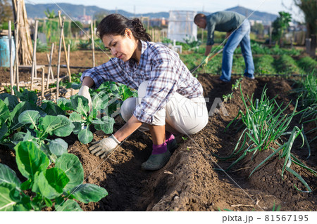 Asian woman spudding cabbage plants in vegetable garden 81567195