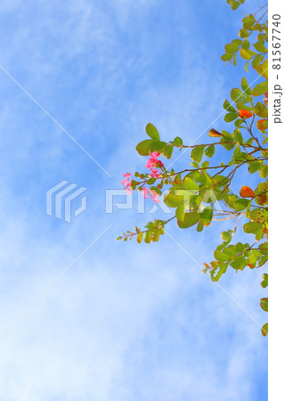 サルスベリの花と雲のある青空 サルスベリの花と雲のある青空 81567740