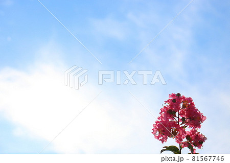 サルスベリの花と雲のある青空 81567746