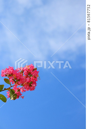 サルスベリの花と雲のある青空 サルスベリの花と雲のある青空 81567752