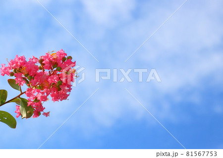 サルスベリの花と雲のある青空 サルスベリの花と雲のある青空 81567753