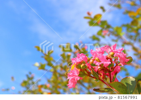サルスベリの花と雲のある青空 サルスベリの花と雲のある青空 81567991