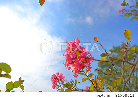 サルスベリの花と雲のある青空 サルスベリの花と雲のある青空 81568011