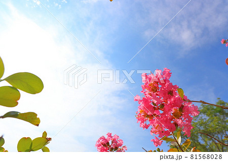 サルスベリの花と雲のある青空 サルスベリの花と雲のある青空 81568028