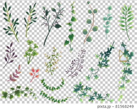 Watercolor analog botanical plant set (white background) 81568249