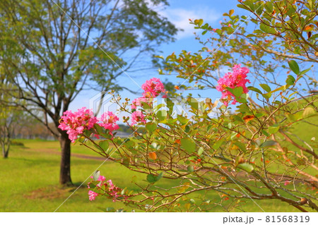 サルスベリの花 サルスベリの花 81568319
