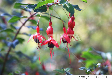 灯台躑躅 ドウダン 満天星 81568816