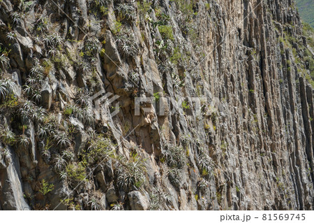 カニョンデルコルカの岩壁 81569745