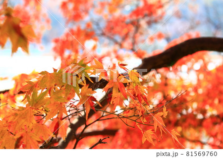 オレンジの紅葉と木 オレンジの紅葉と木 81569760