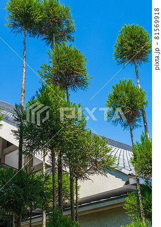 庭木の北山杉 81569918