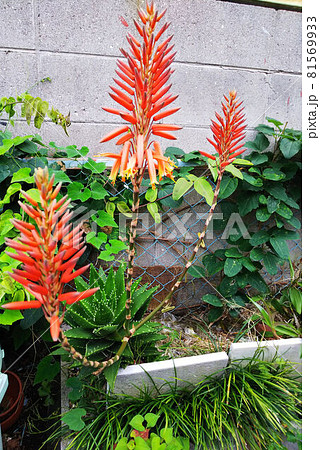 ブロック塀を背景に金網に絡みつくアケビと烏瓜の蔓の手前に咲くアロエの花 81569933