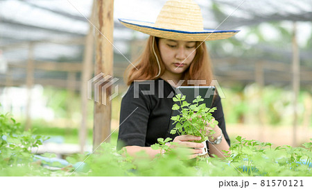 A woman in a hat holding a tablet taking pictures of vegetables in hand in the organic garden. A woman in a hat holding a tablet taking pictures of vegetables in hand in the organic garden. 81570121