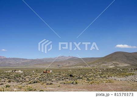 チバイ近郊　アルパカの放牧 81570373