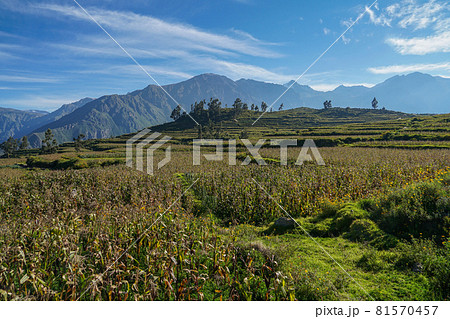 カニョンデルコルカ周辺の風景 81570457