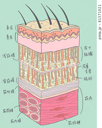 皮膚から筋肉までの構造図 名称ありのイラスト素材