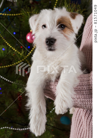 cute white puppy, with a brown spot on the eye, sitting on his hands, against the background of a christmas tree cute white puppy, with a brown spot on the eye, sitting on his hands, against the background of a christmas tree 81571049