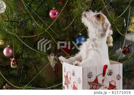 small white dog sitting in a gift box with his neck stretched up as if looking at decorations on a Christmas tree 81571059