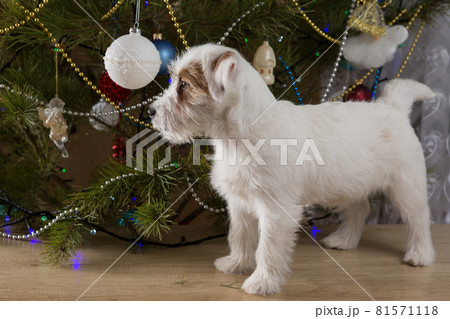 white furry dog standing near christmas tree, looking away white furry dog standing near christmas tree, looking away 81571118