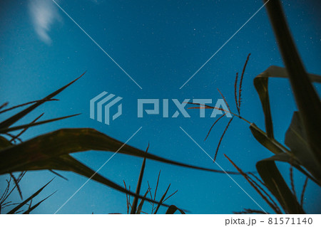 Bottom View Of Night Starry Sky From Green Maize Corn Field Plantation In Summer Agricultural Season. Night Starry Sky With Glowing Stars Above Cornfield In August Month Bottom View Of Night Starry Sky From Green Maize Corn Field Plantation In Summer Agricultural Season. Night Starry Sky With Glowing Stars Above Cornfield In August Month 81571140