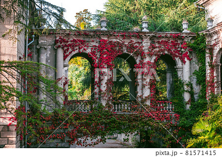 The beautiful view on the part of the old building with the grapes in autumn. 81571415