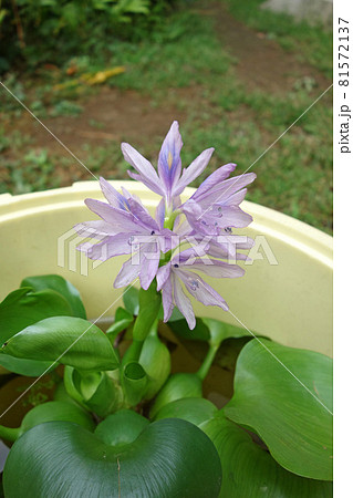 ホテイアオイの花 81572137