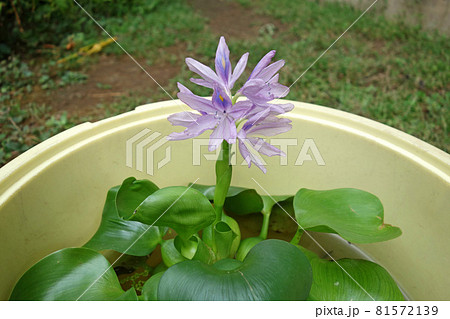 ホテイアオイの花 81572139