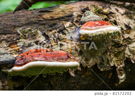 A pair of bracket fungus Ganoderma Applanatum on deat tree trunk with leading water drops. Closeup with selective focus. 81572202