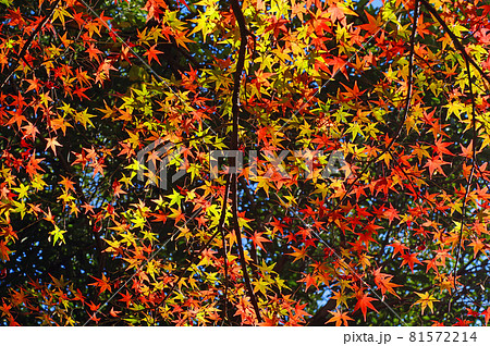 紅葉の天井 紅葉の天井 81572214