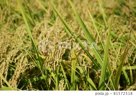 実りの秋 ヒメノモチ 実りの秋 ヒメノモチ 81572518