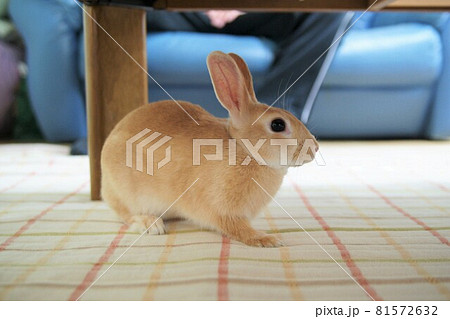 家うさぎ ペット 家うさぎ ペット 81572632